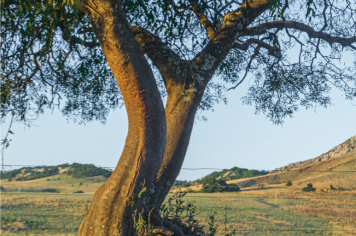 Foto - Quaraí 150 anos Emancipação Politica.