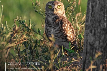 Foto - Quaraí 150 anos Emancipação Politica.