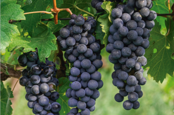 Foto - Quaraí 150 anos Emancipação Politica.