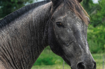 Foto - Quaraí 150 anos Emancipação Politica.