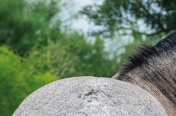 Foto - Quaraí 150 anos Emancipação Politica.