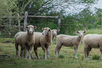 Foto - Quaraí 150 anos Emancipação Politica.
