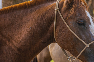 Foto - Quaraí 150 anos Emancipação Politica.