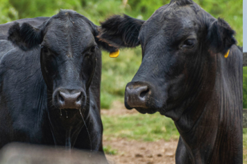 Foto - Quaraí 150 anos Emancipação Politica.