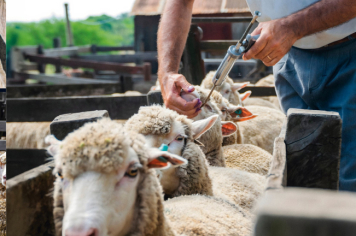 Foto - Quaraí 150 anos Emancipação Politica.
