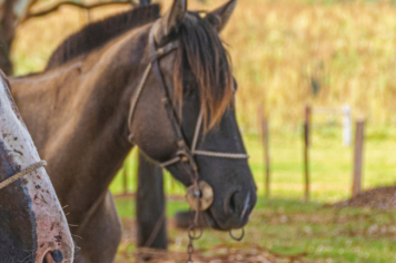 Foto - Quaraí 150 anos Emancipação Politica.