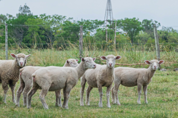 Foto - Quaraí 150 anos Emancipação Politica.